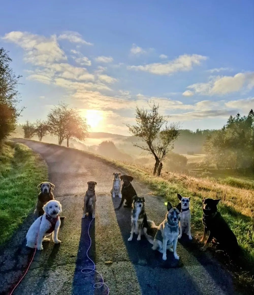 MobiCanis Hundepension - Euskirchen pet otel