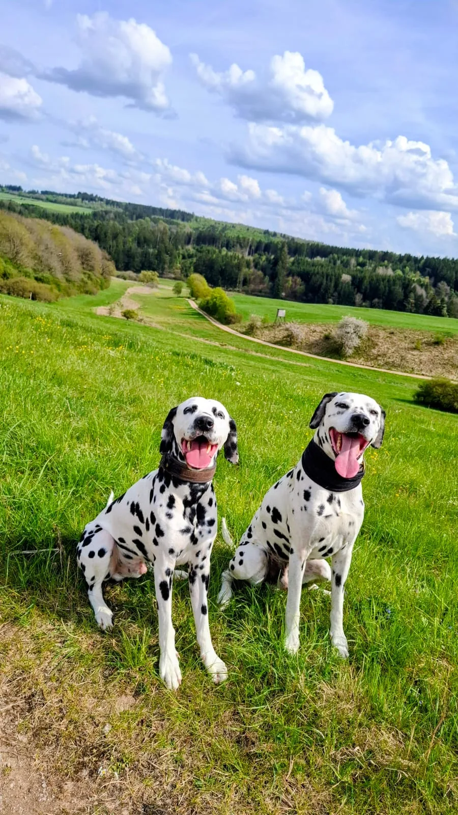 MobiCanis Hundepension - Euskirchen pet otel görseli 7
