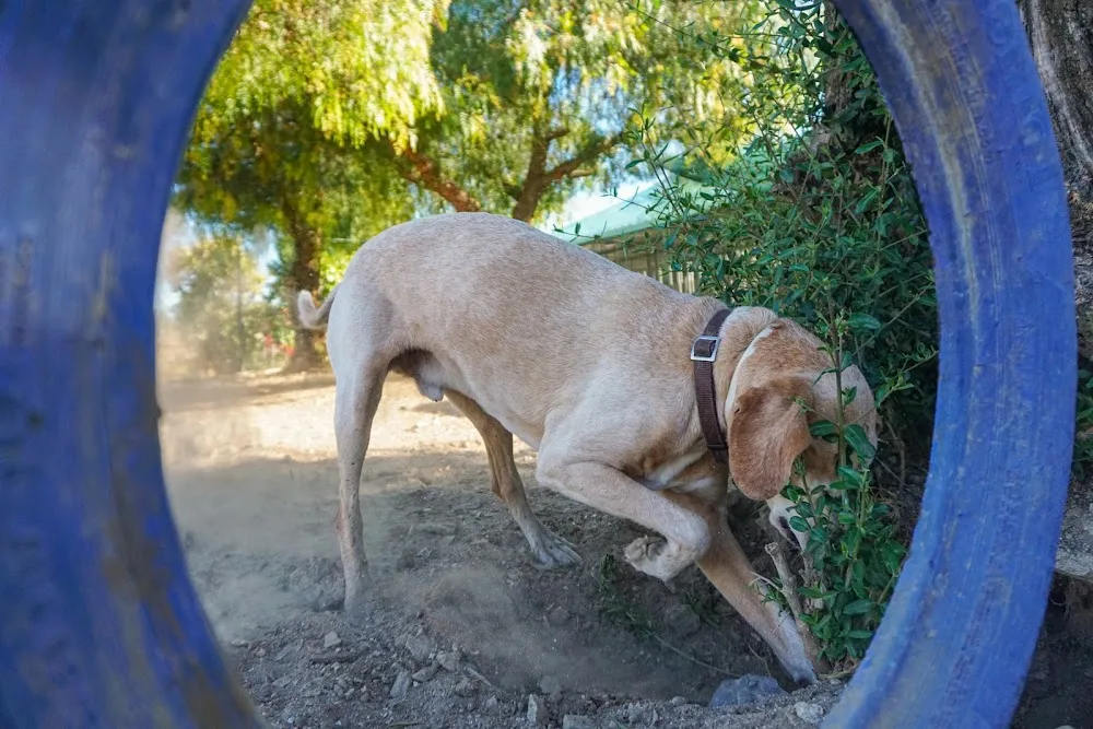 Hotel para cães Fonte Santa - Évora pet otel görseli 3