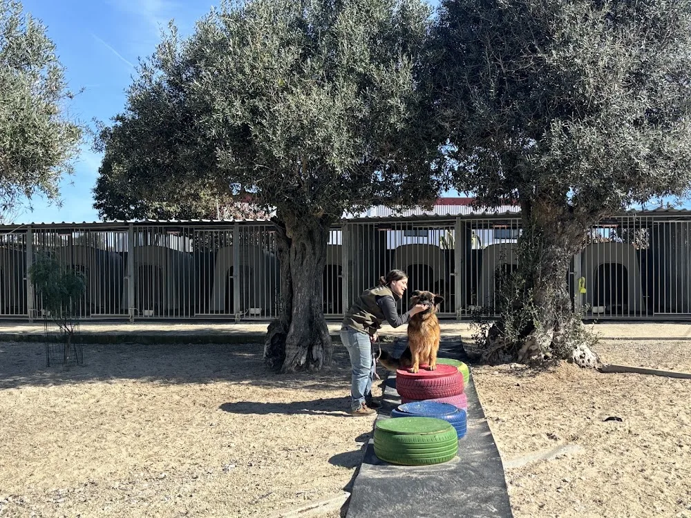 Hotel para cães Fonte Santa - Évora pet otel görseli 6