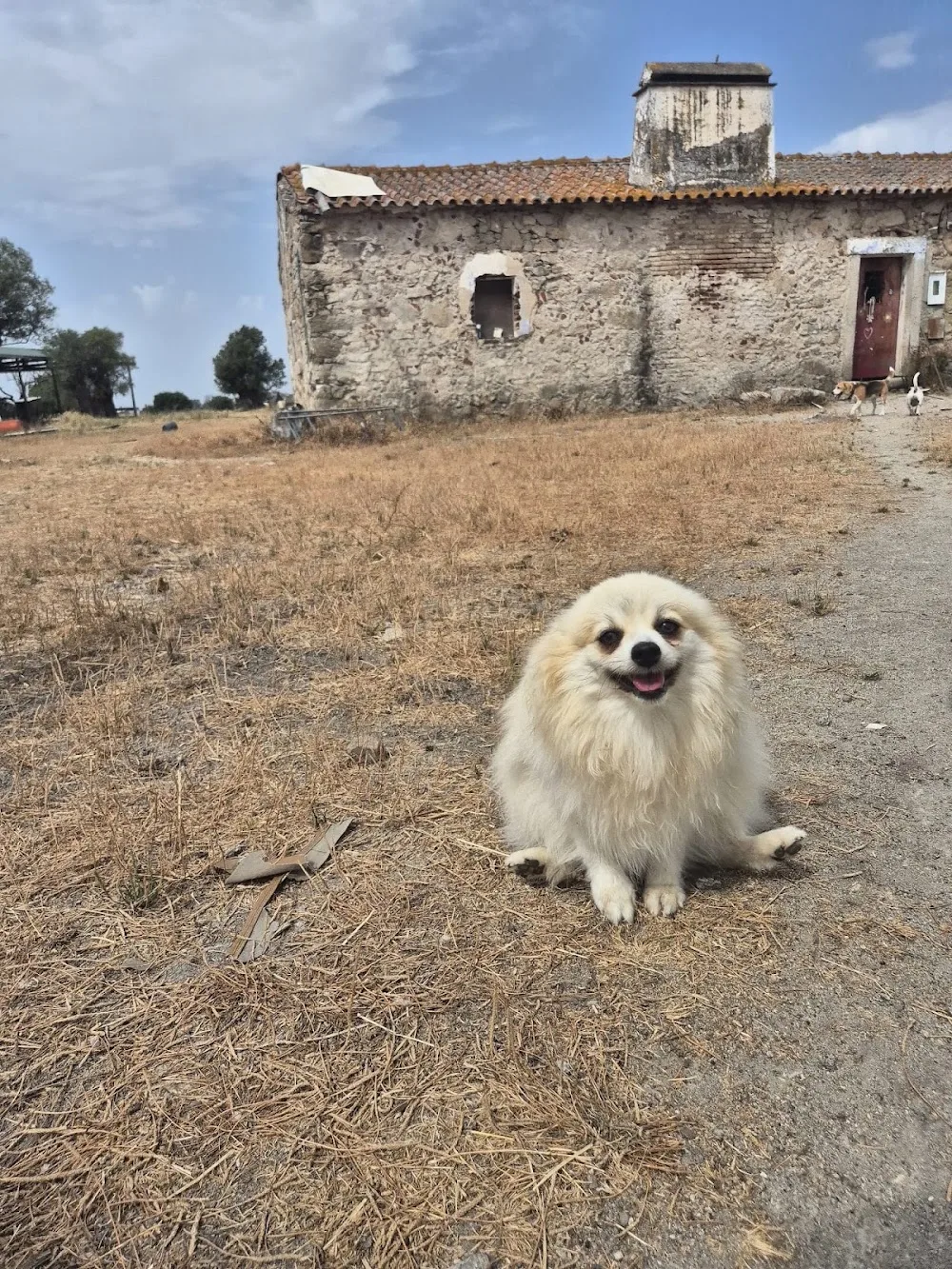 Hotel para cães Há Solta Pet sitting dogs Évora - Évora pet otel görseli 3