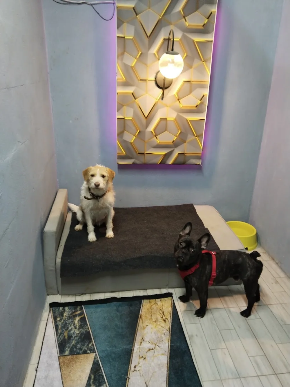 EXPO PET OTEL ANTALYA - xPet Otel