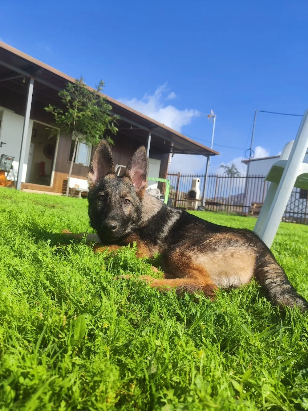 Can-Cun Pets Resort. - Extremadura pet otel