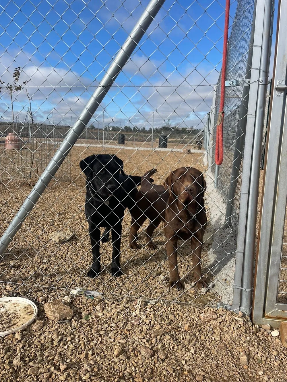 Residencia y Adiestramiento Canino La Laguna - Extremadura pet otel görseli 3