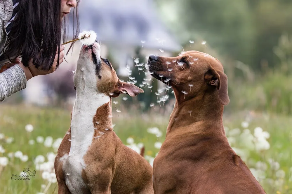 Familiäre Hundebetreuung Hölig - Falkenstein/Vogtl pet otel