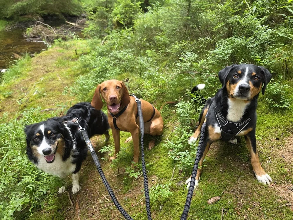 Familiäre Hundebetreuung Hölig - Falkenstein/Vogtl pet otel görseli 3