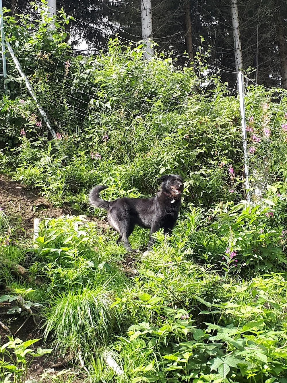 Hundepension Am Hochmoor - Falkenstein/Vogtl pet otel