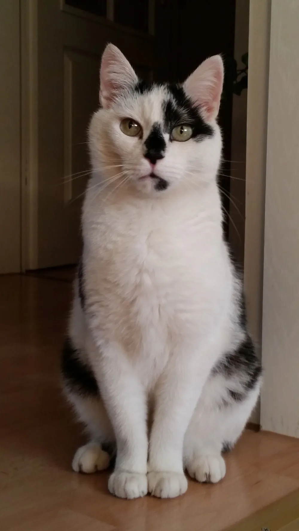 Katzen- und Kleintierpension-Mandy - Falkenstein/Vogtl pet otel
