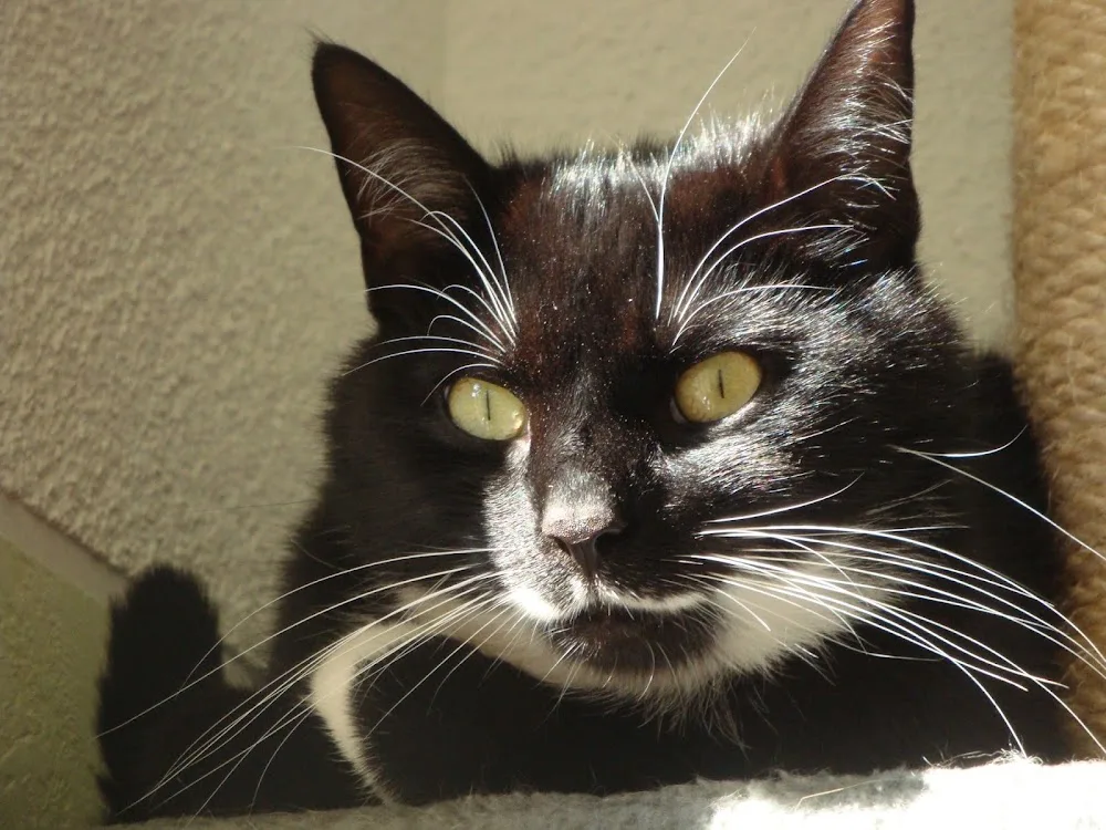 Katzen- und Kleintierpension-Mandy - Falkenstein/Vogtl pet otel görseli 3