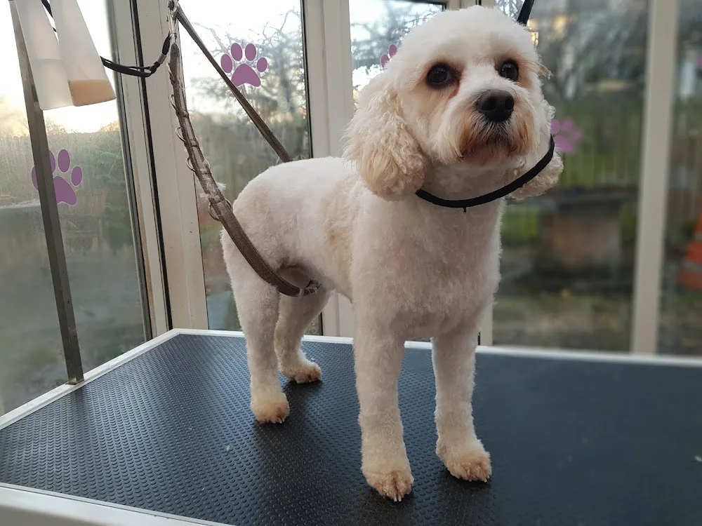 Snoopies dog grooming and home boarding falkirk - Falkirk pet otel