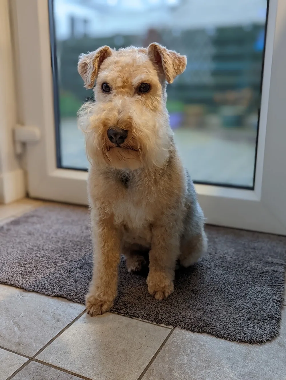 Snoopies dog grooming and home boarding falkirk - Falkirk pet otel görseli 3