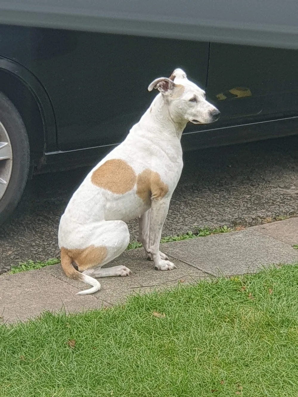 Acorn Kennels - Fauls Green pet otel