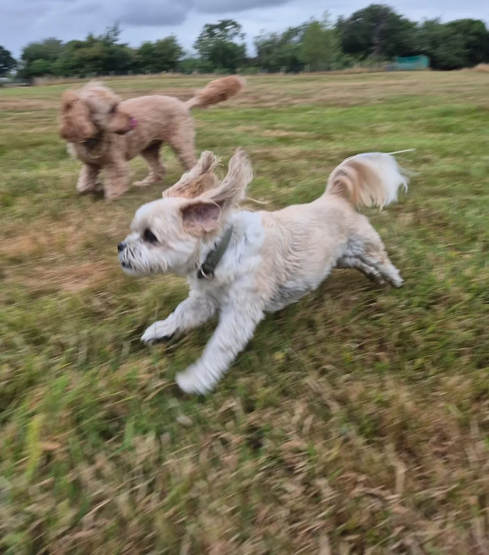 Bramley Cottage Home Dog Boarding - Fauls Green pet otel
