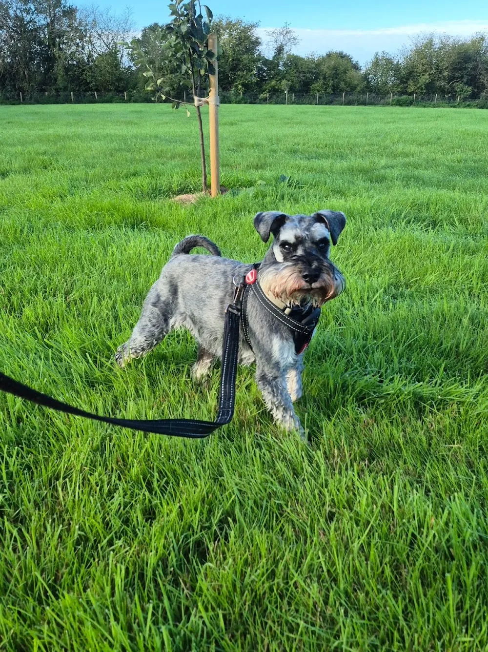 Bramley Cottage Home Dog Boarding - Fauls Green pet otel görseli 3