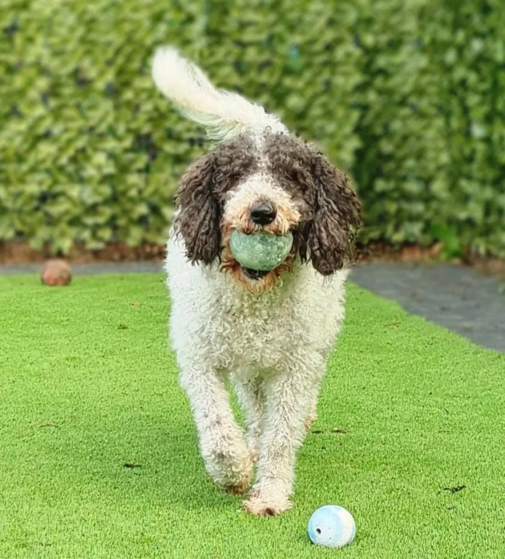 Hound Hall Luxury Hotel for Dogs - Fauls Green pet otel görseli 3