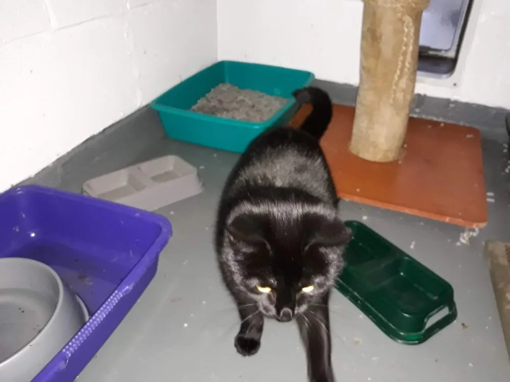 Northwood Grange Cattery - Fauls Green pet otel