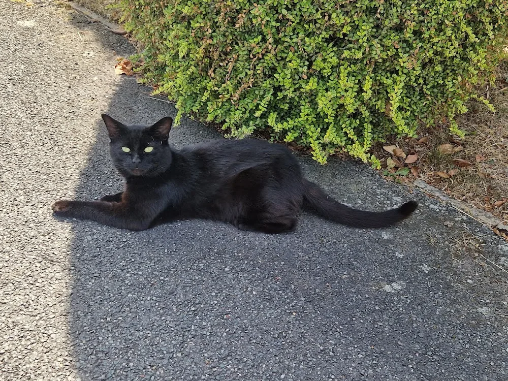 Northwood Grange Cattery - Fauls Green pet otel görseli 3