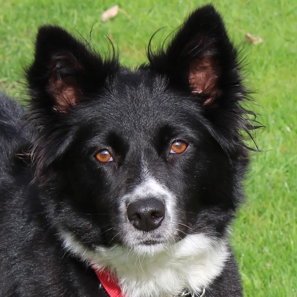 Pets Au Pair Dog Home Boarding Shropshire. - Fauls Green pet otel