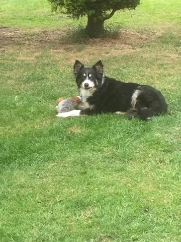 Pets Au Pair Dog Home Boarding Shropshire. - Fauls Green pet otel görseli 3