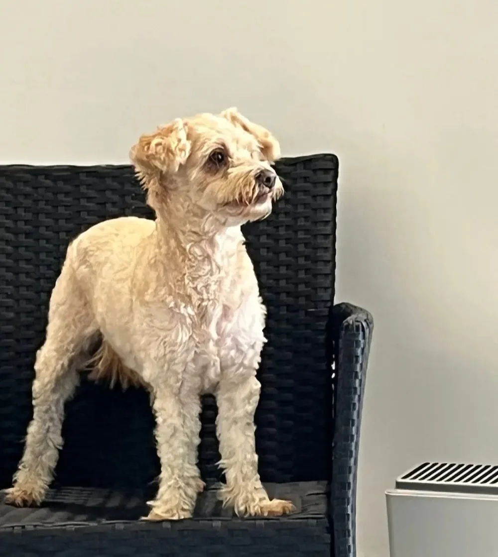 Pooch Palace - Fauls Green pet otel