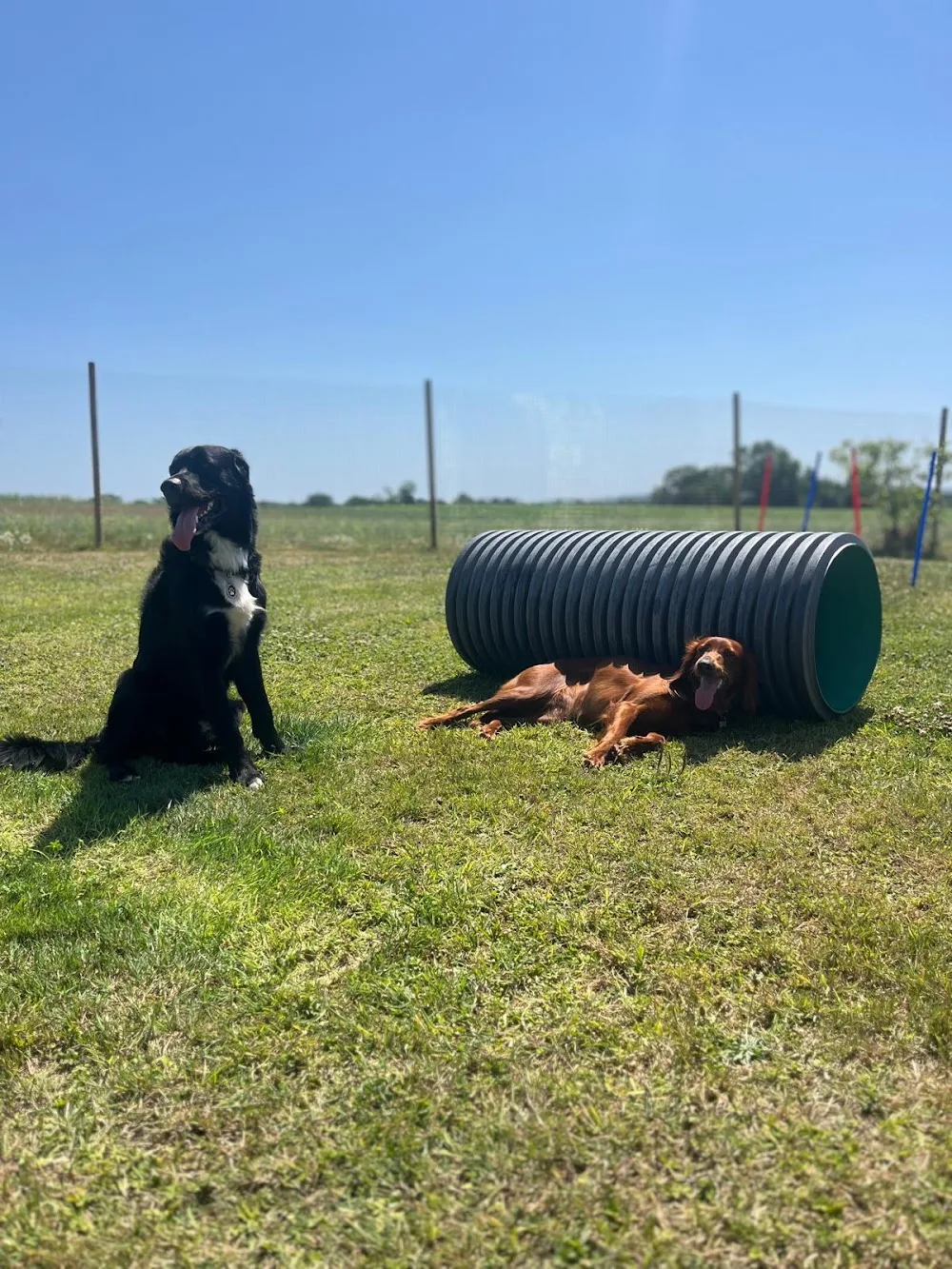 Shropshire Dog Hotel - Fauls Green pet otel