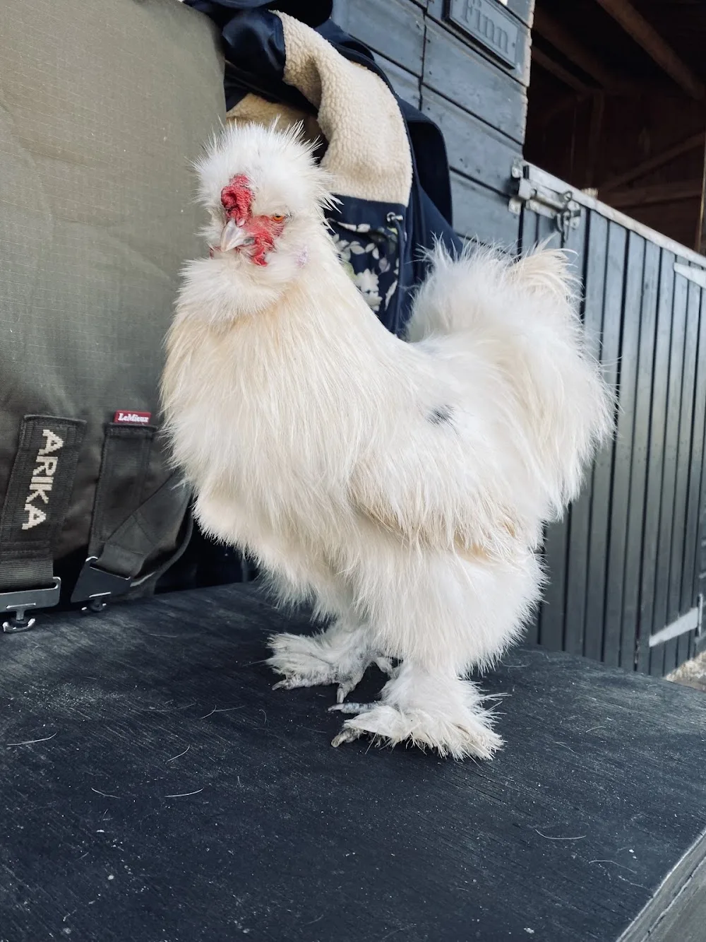 Shropshire Heritage Breeds & Hen Boarding - Fauls Green pet otel görseli 3