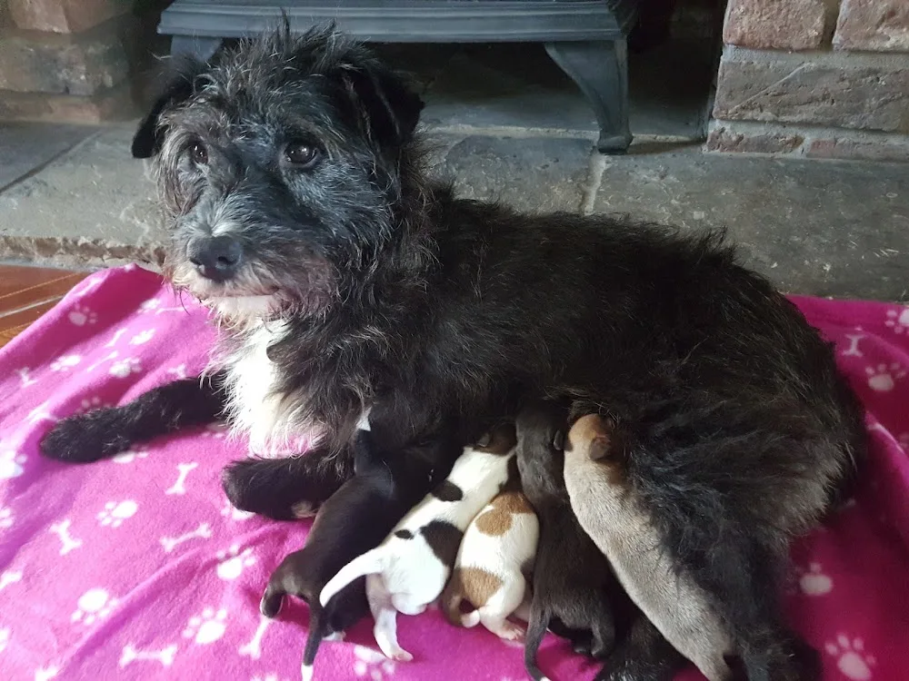 Tern View Kennels - Fauls Green pet otel