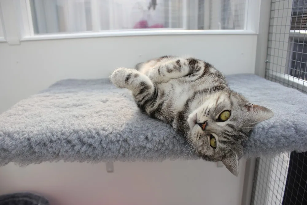 Willow Tree Cat Hotel - Fauls Green pet otel