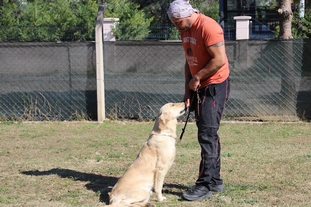 FC K9 Köpek Oteli ve Eğitim Merkezi - Izmir pet otel görseli 6