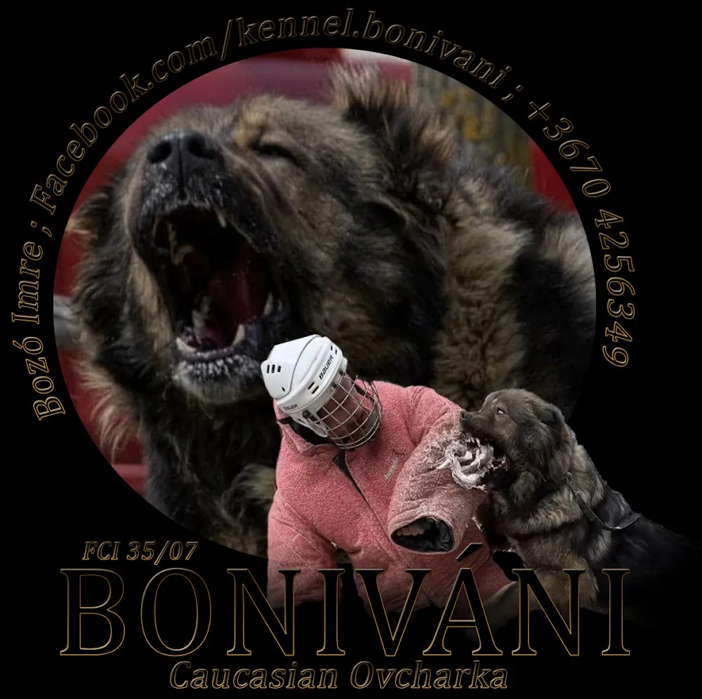 Boniváni Kennel - Fejér County pet otel