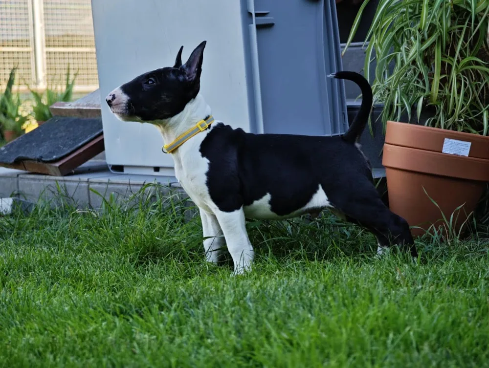 Bulsabar bull terrier kennel - Fejér County pet otel