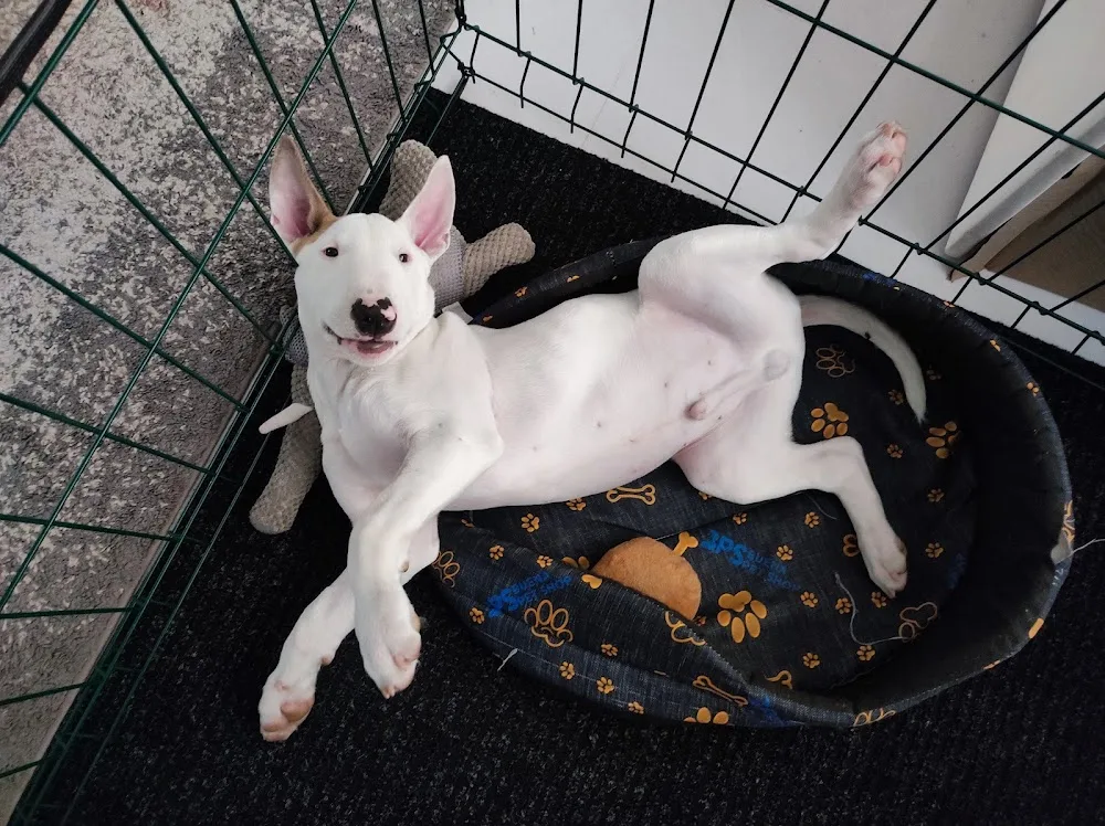 Bulsabar bull terrier kennel - Fejér County pet otel görseli 3