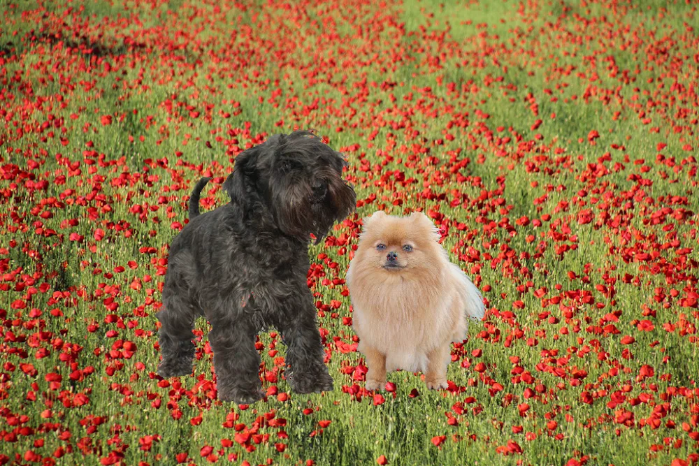 Cáró-Fogarassy Kennel - Fejér County pet otel