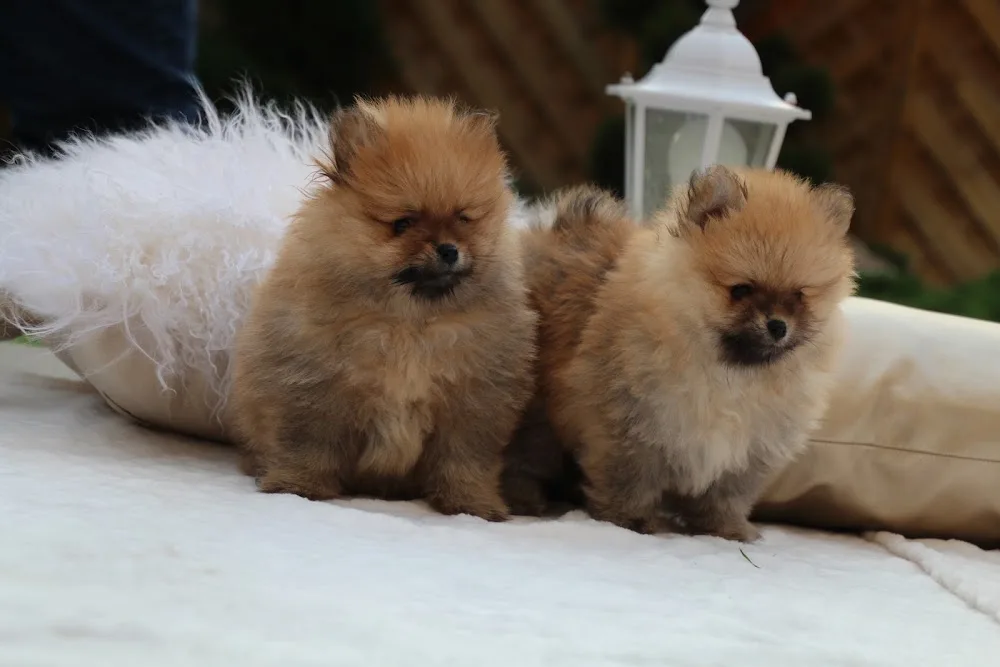 Cáró-Fogarassy Kennel - Fejér County pet otel görseli 3