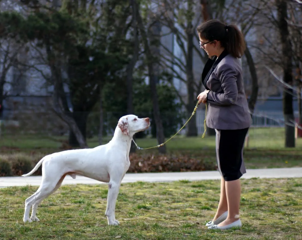 Charm of Spring kennel - Fejér County pet otel