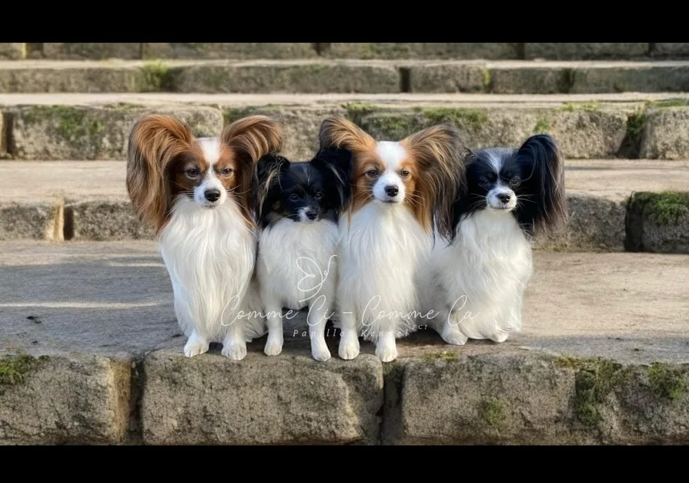 Comme Ci - Comme Ca Papillon kennel - Fejér County pet otel görseli 3