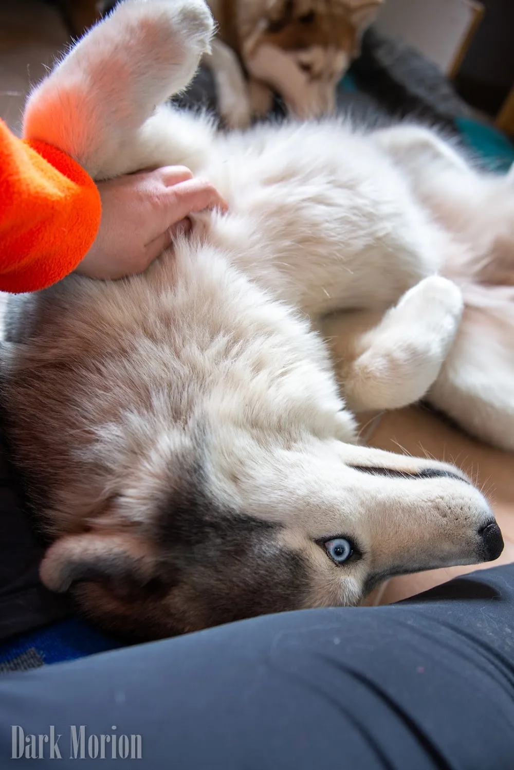 Dark Morion Szibériai Husky kennel - Fejér County pet otel görseli 3