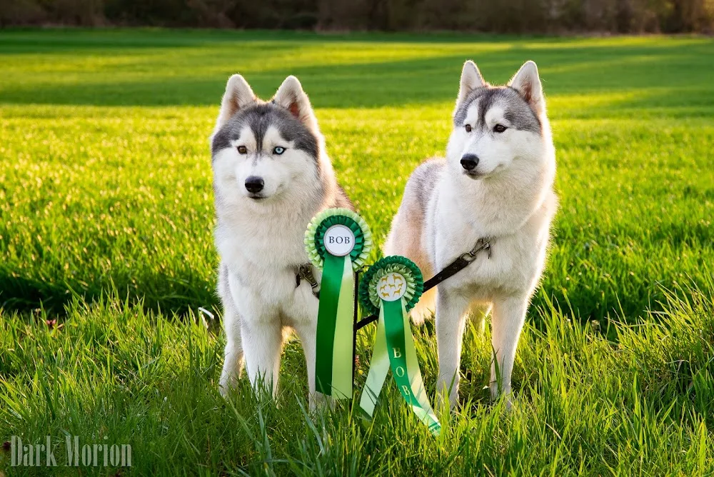Dark Morion Szibériai Husky kennel - Fejér County pet otel görseli 4