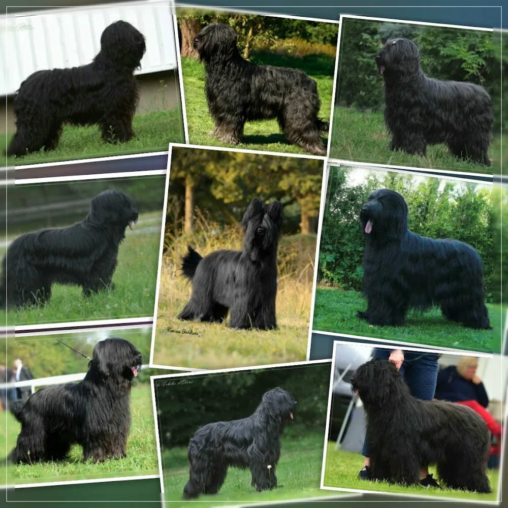 du Tchibo d'Ebéne briard kennel - Fejér County pet otel görseli 3