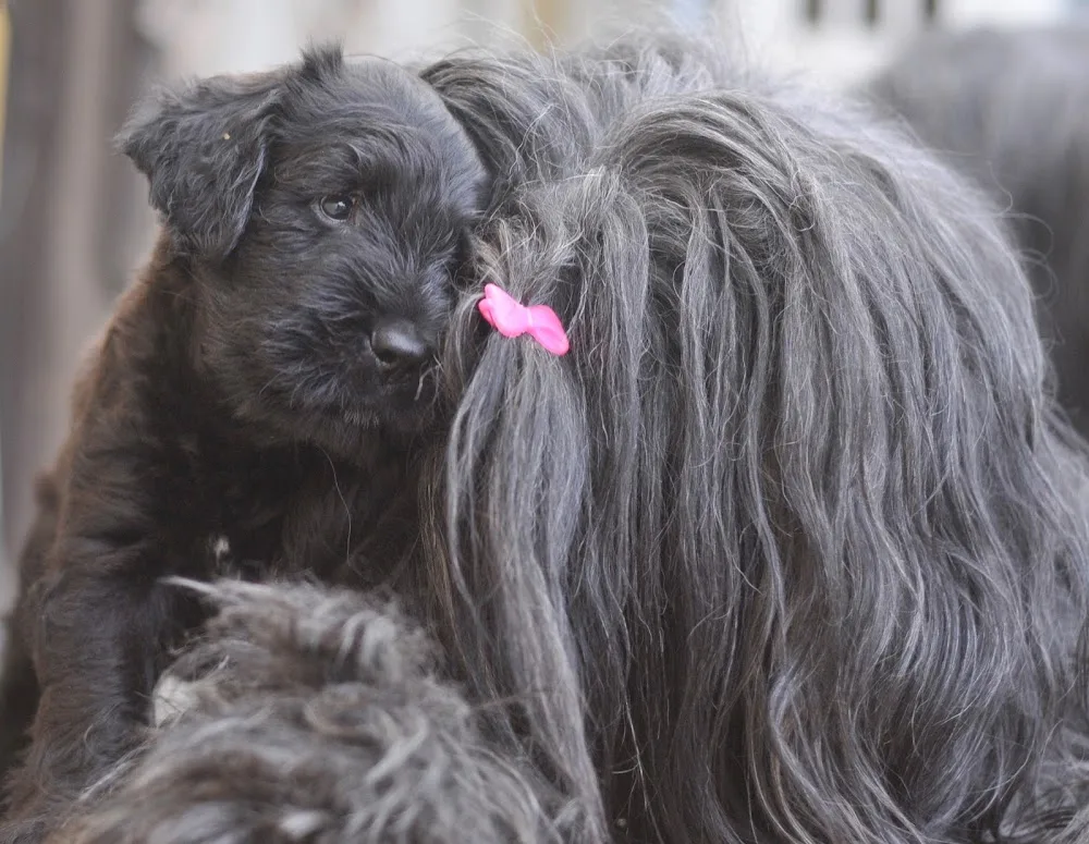 du Tchibo d'Ebéne briard kennel - Fejér County pet otel görseli 5