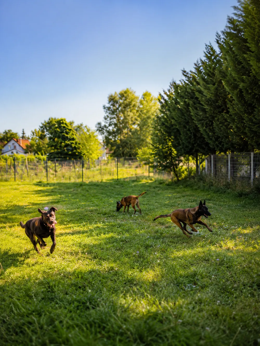 Future of Dogs - Sportkutyás Hotel és Bentlakásos Akadémia (Zsámbék) - Fejér County pet otel görseli 7