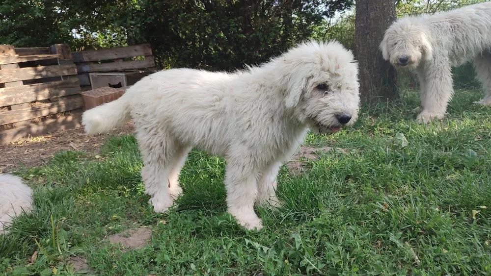 Gubancos Magyar Komondor Kennel - Fejér County pet otel