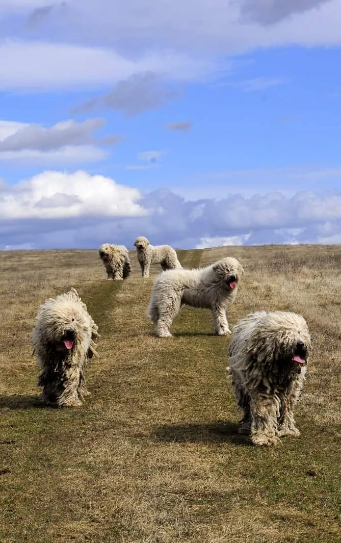 Gubancos Magyar Komondor Kennel - Fejér County pet otel görseli 3