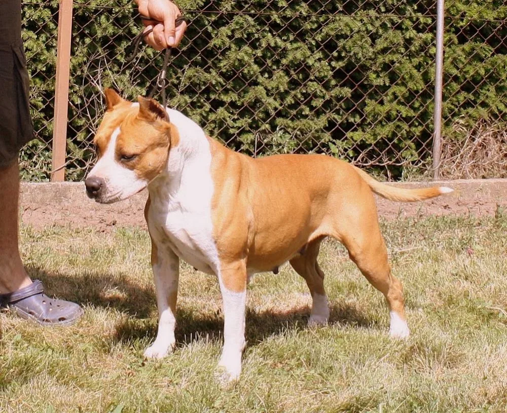 Imperial Kennel - Fejér County pet otel