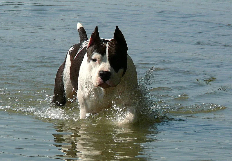 Imperial Kennel - Fejér County pet otel görseli 3