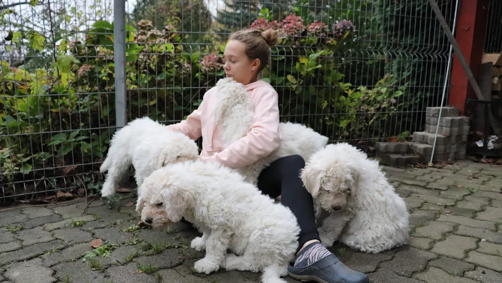 Kulcsi Komisz Kennel - Fejér County pet otel