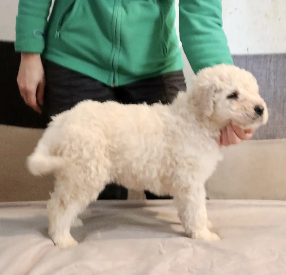 Kulcsi Komisz Kennel - Fejér County pet otel görseli 3
