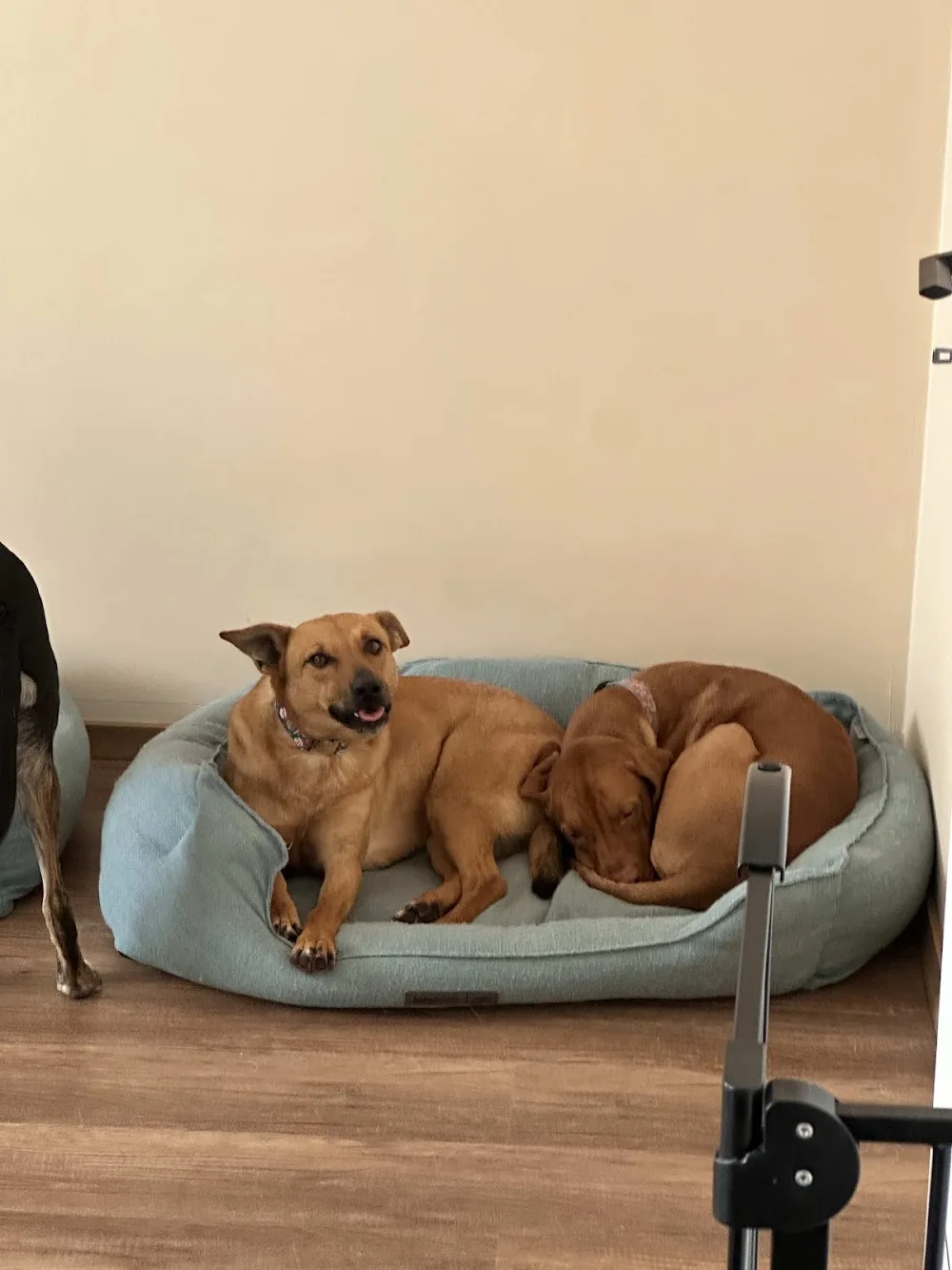 Örökbarát Kutyapanzió és Kutyanapközi - Fejér County pet otel görseli 3