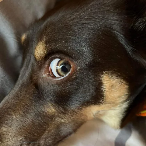 Örökbarát Kutyapanzió és Kutyanapközi - Fejér County pet otel görseli 4