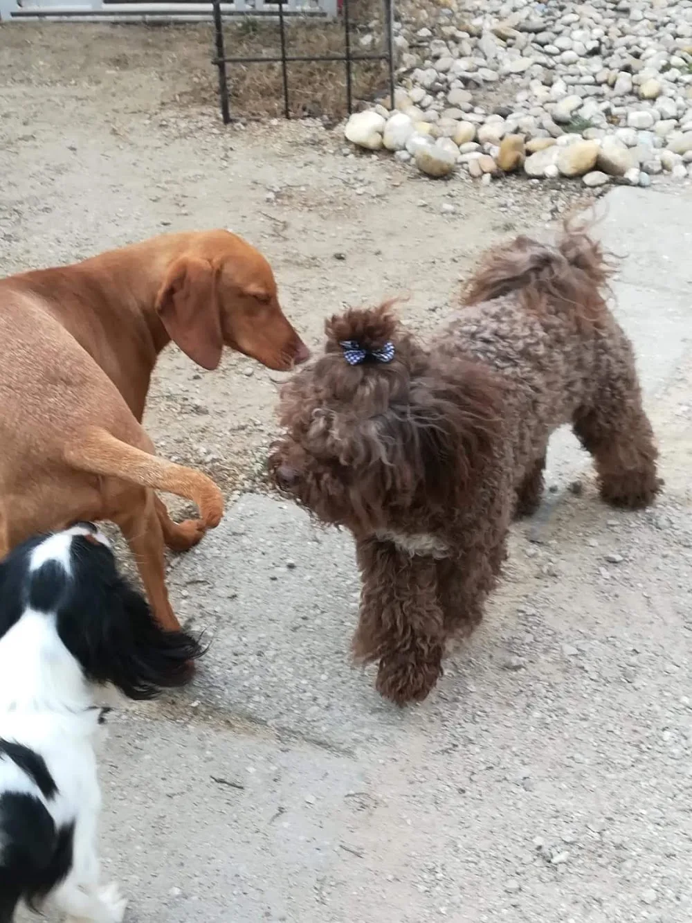 Royal kutyapanzió - Fejér County pet otel görseli 2